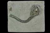 Crinoid (Cyathocrinites) Fossil - Crawfordsville, Indiana #125897-1